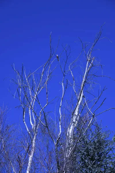 DSC_0710 (Large).JPG